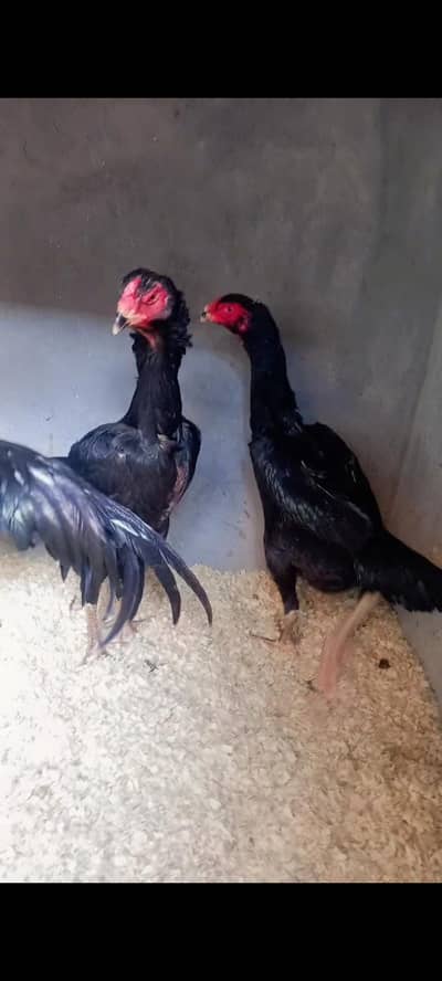 Black and White Oh Shamo females. Abo Ali Denmark Blood Line.