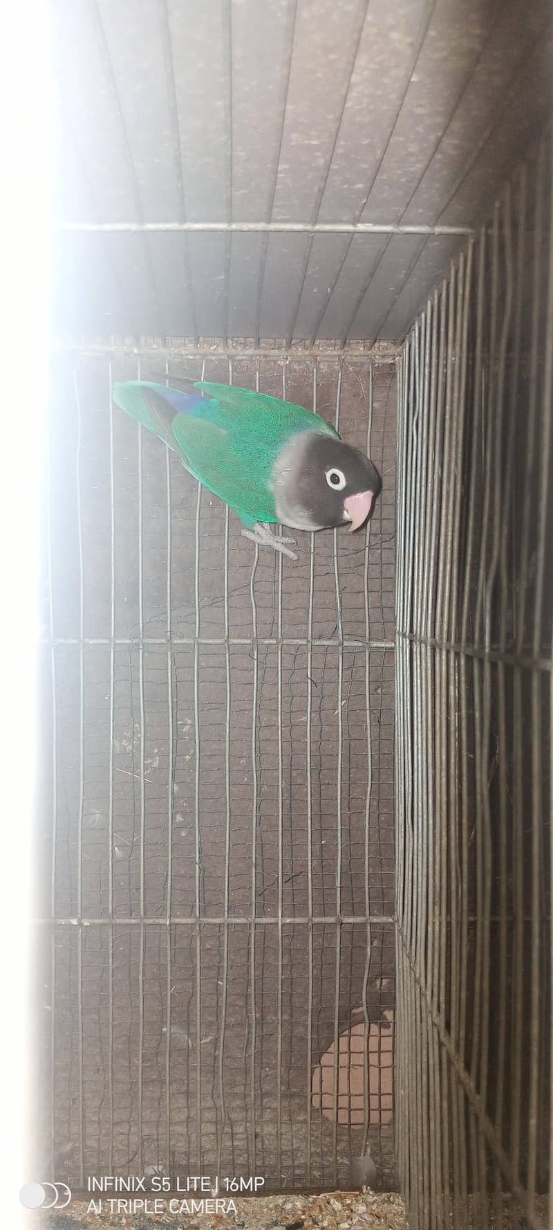 sliver java, grey java split white an silver breeder pair 3