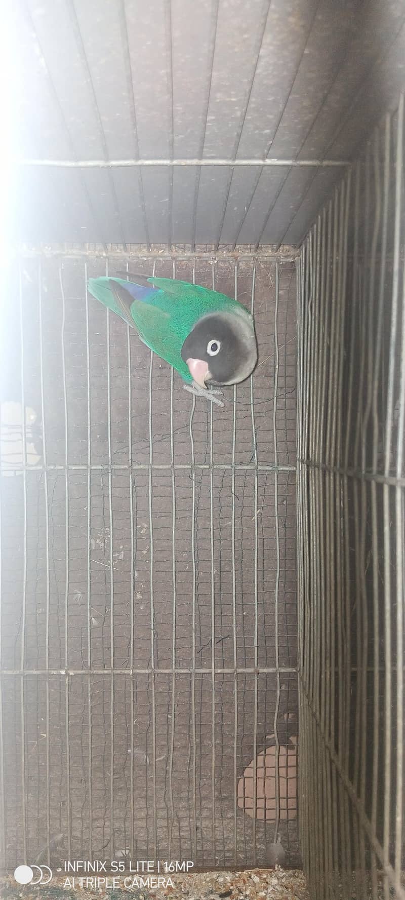 sliver java, grey java split white an silver breeder pair 5