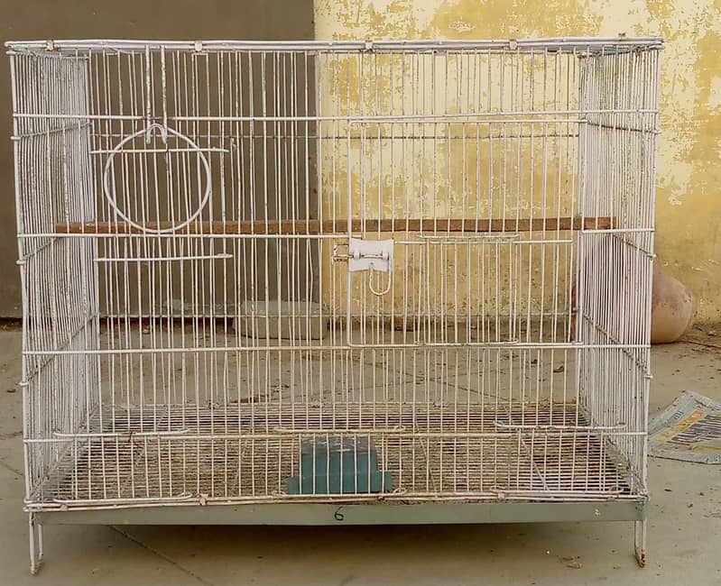 sliver java, grey java split white an silver breeder pair 6