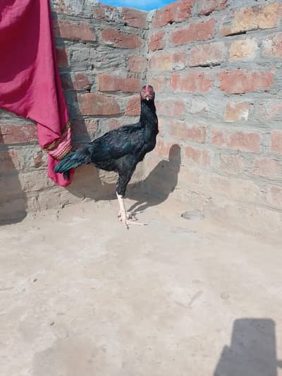 aseel pair best growth and achi nasal 4 month age he