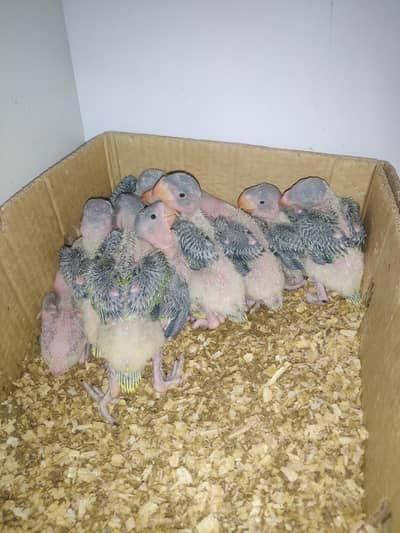RAW PARROT  HOME BREEDER