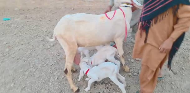 3 Bacchon Ka Sath Desi Bakri For Sale/ +03225280183