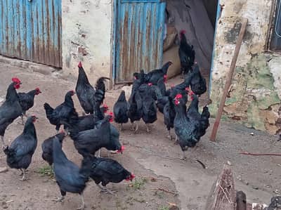 Australorp | lohman brown | eggs laying hens