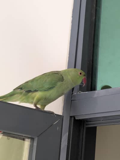 Green female parrot for sale