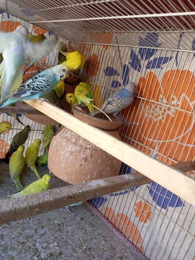 I am selling my beautiful budgies