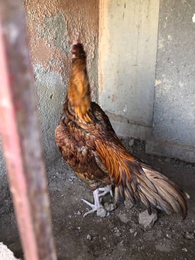 Aseel Bemgum & Peela & Java