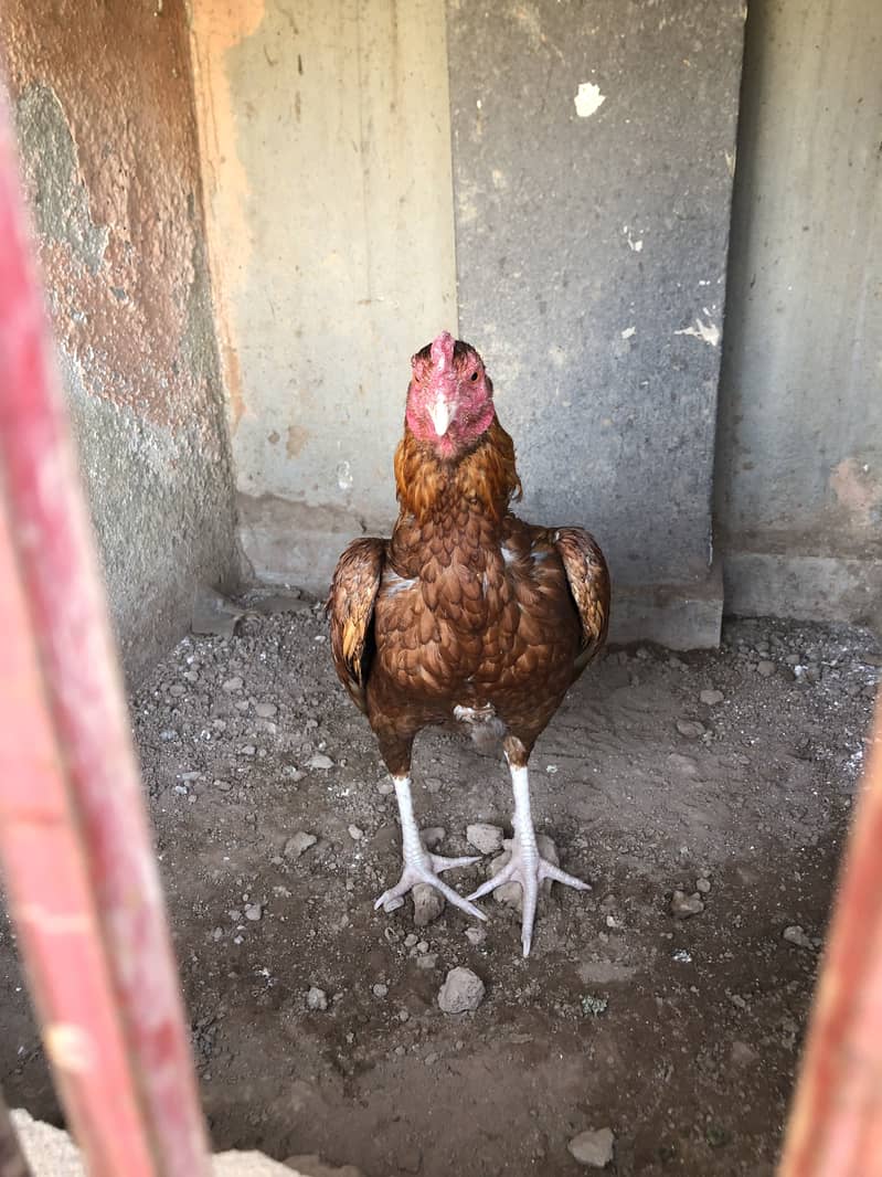 Aseel Bemgum & Aseel Peela 3