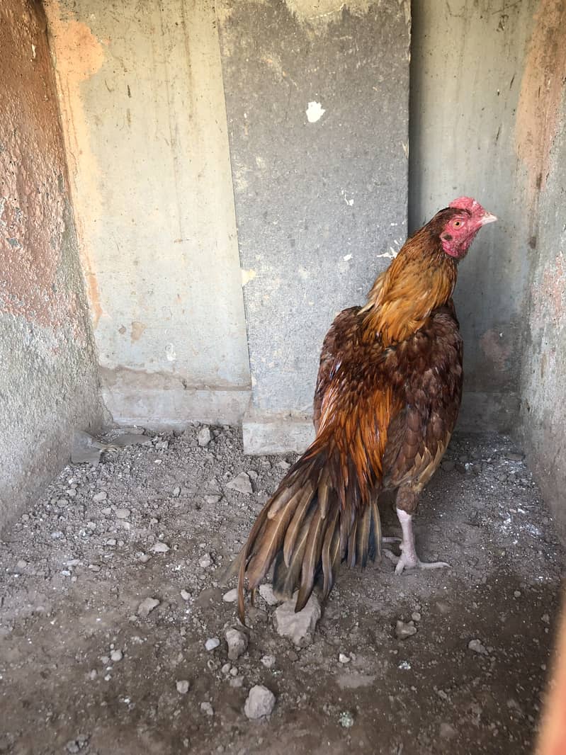 Aseel Bemgum & Aseel Peela 4