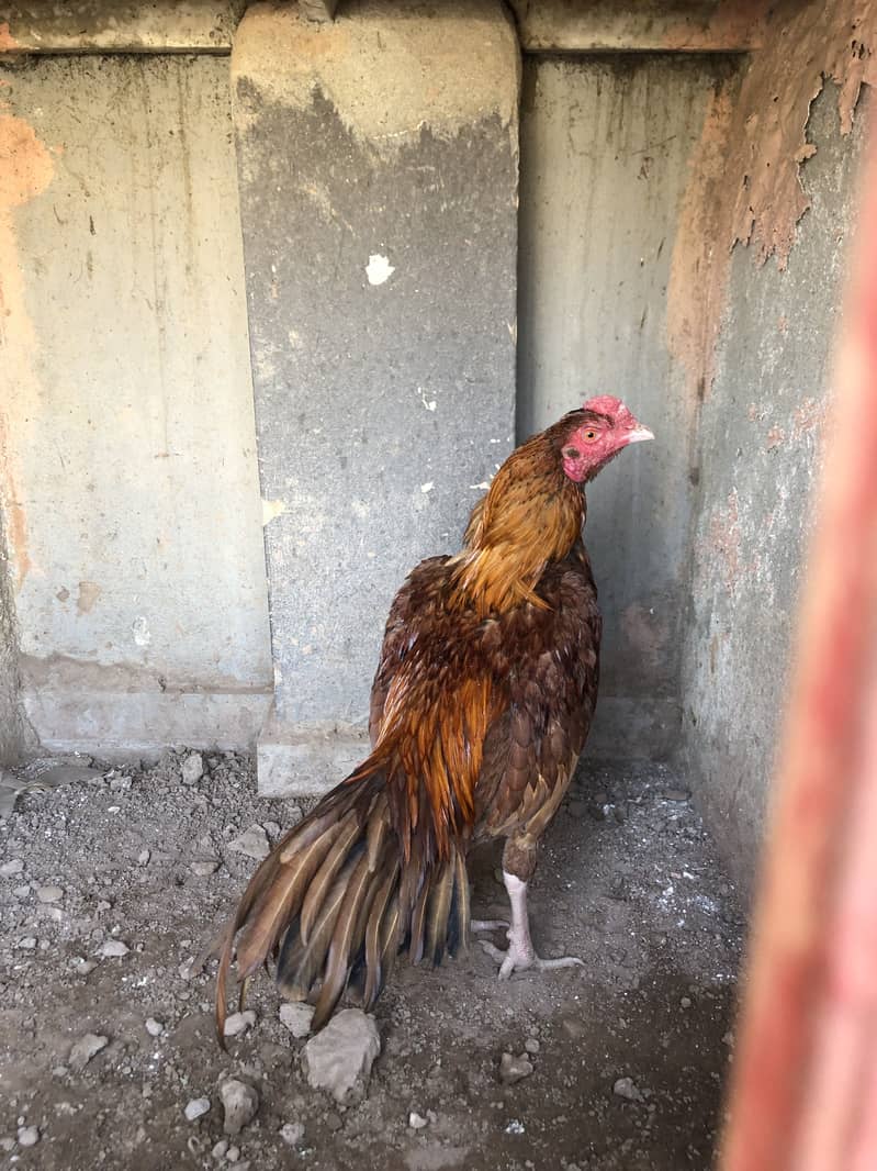 Aseel Bemgum & Aseel Peela 5