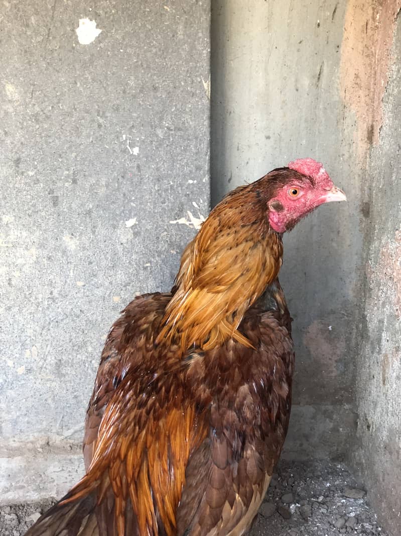 Aseel Bemgum & Aseel Peela 6