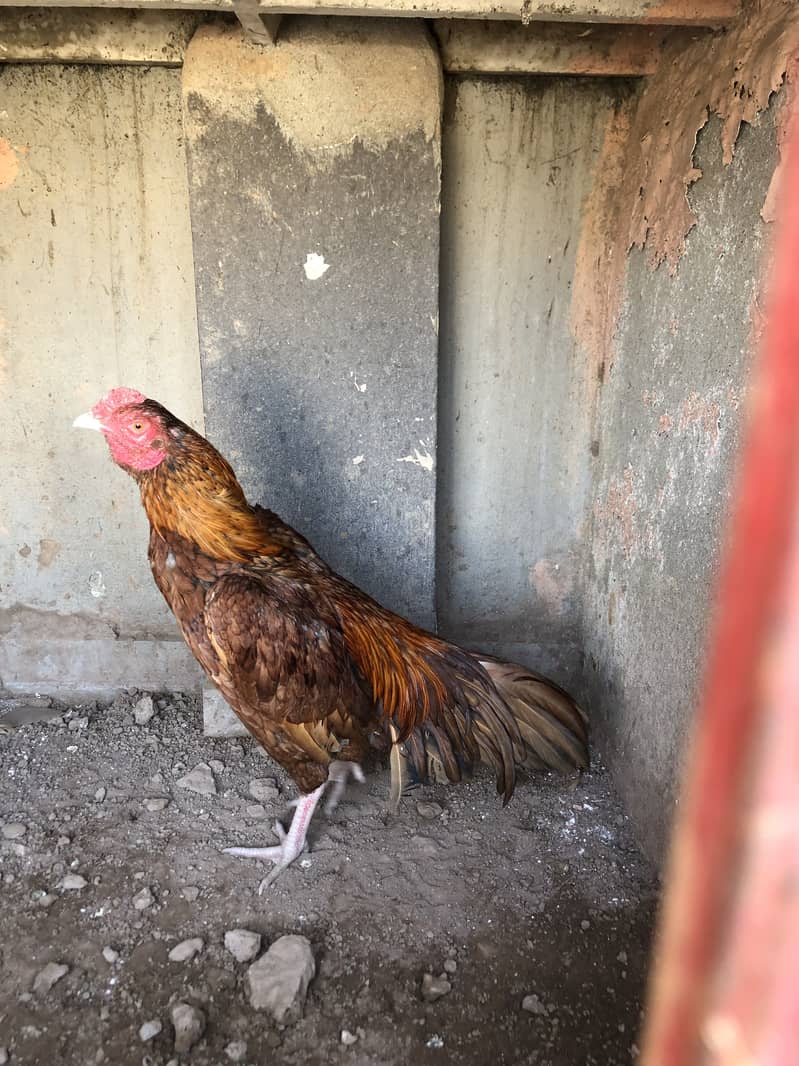 Aseel Bemgum & Aseel Peela 7