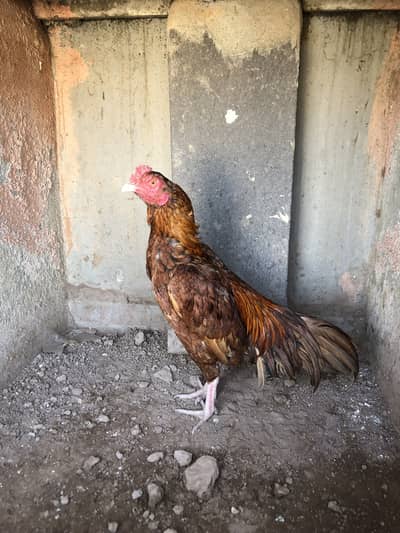 Aseel Bemgum & Aseel Peela