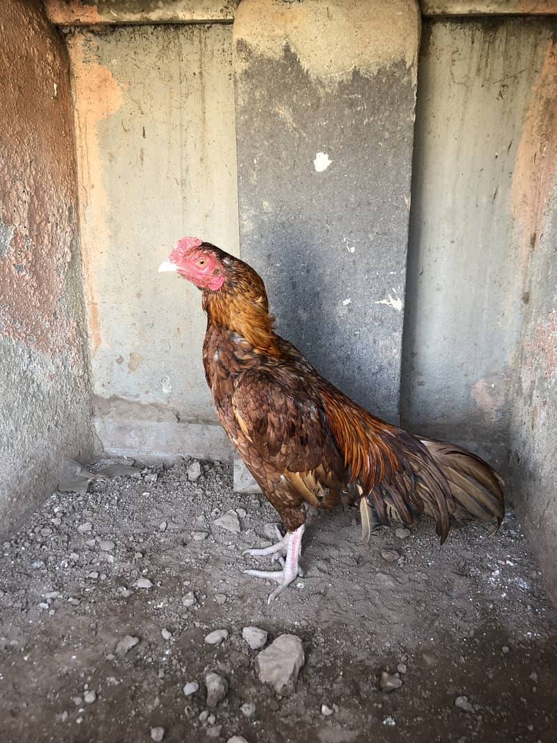 Aseel Bemgum & Aseel Peela 8