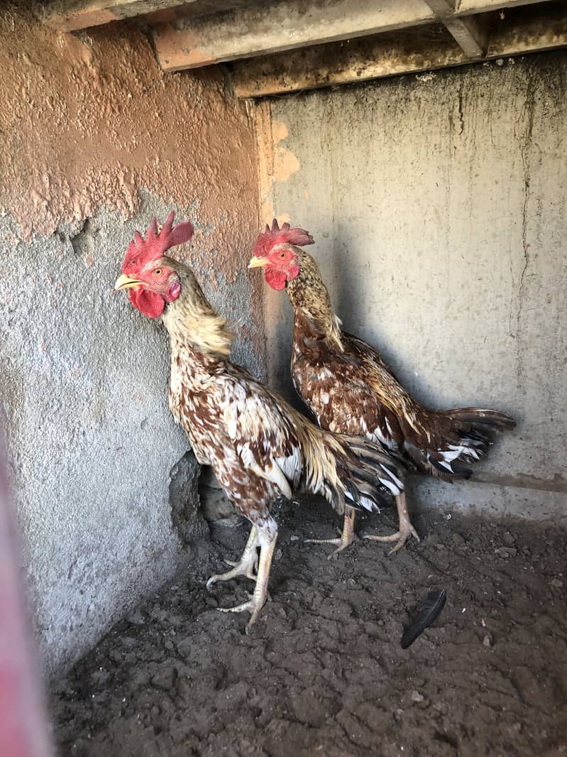 Aseel Bemgum & Aseel Peela 10