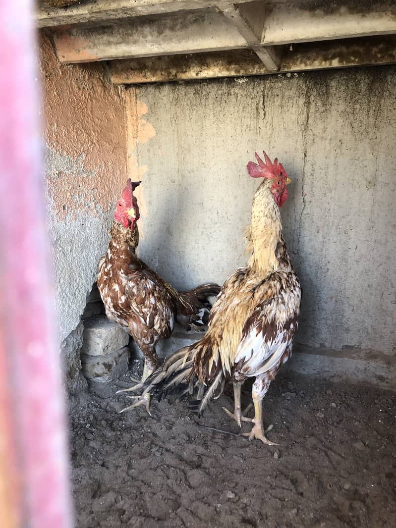 Aseel Bemgum & Aseel Peela 11