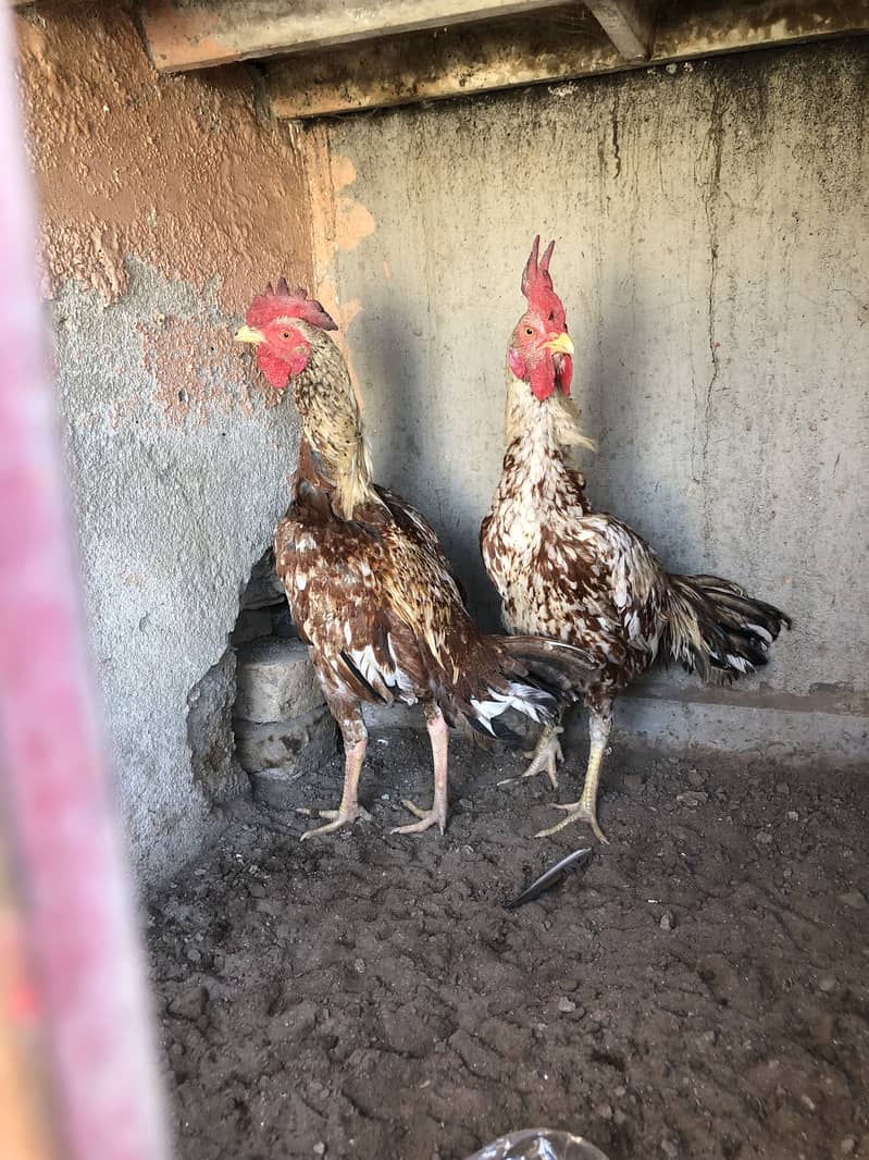 Aseel Bemgum & Aseel Peela 12