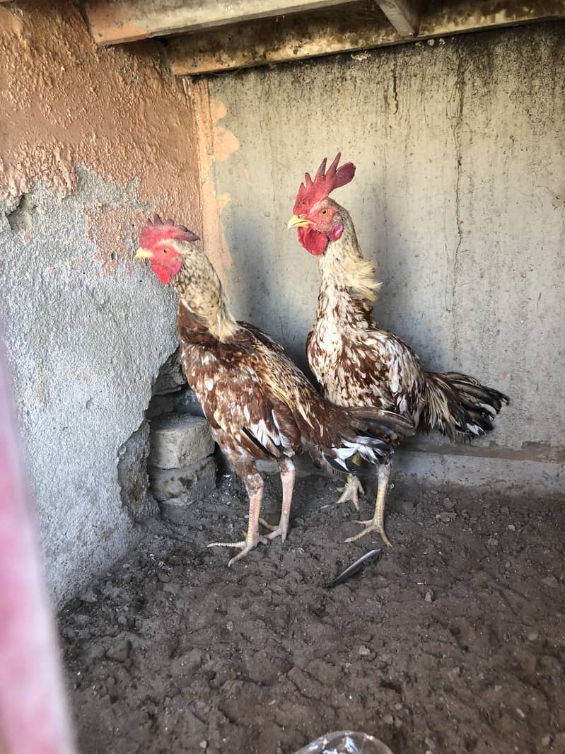 Aseel Bemgum & Aseel Peela 13