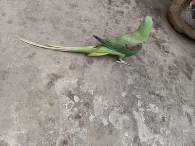 Kashmiri Raw parrots green