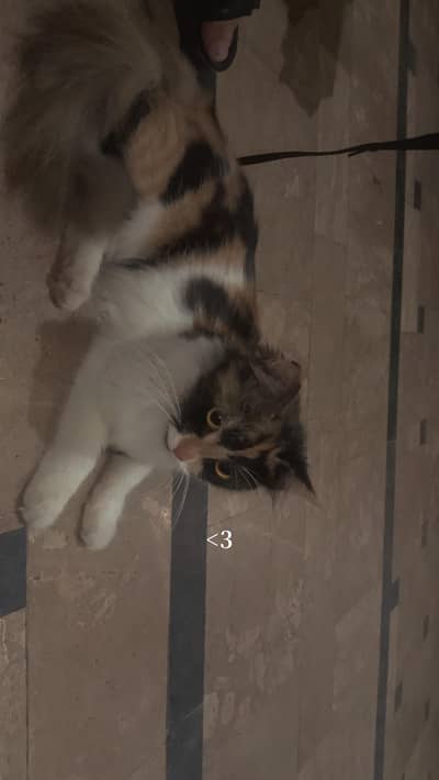 Calico persian cat for urgent sale