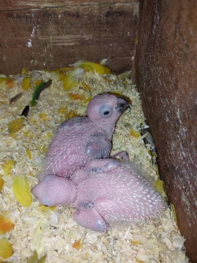 sun conoure chicks