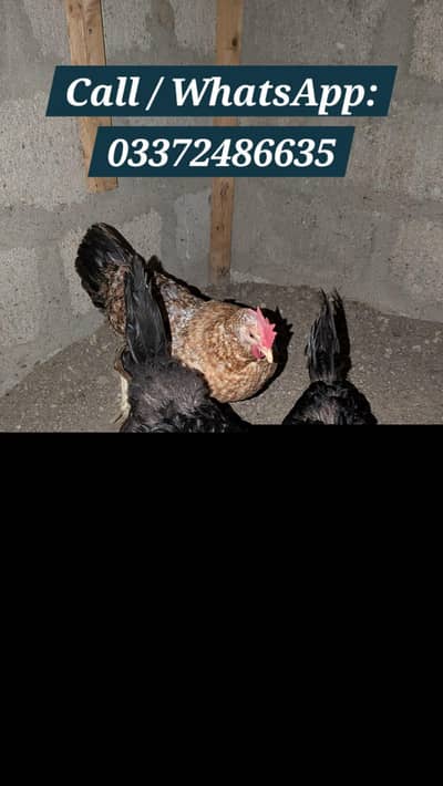  Daily Fresh Eggs – Golden Misri Murghiyan Available!