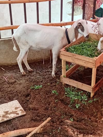 dumbi with 3mounth male kid bacha kie chotie chaki wala  hay