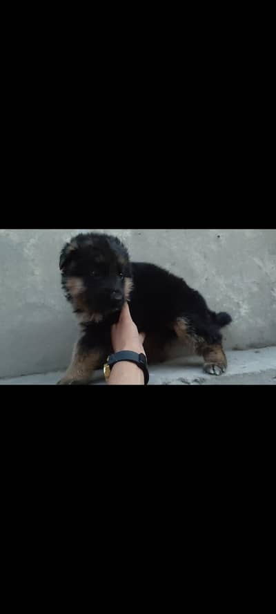 fimale puppy