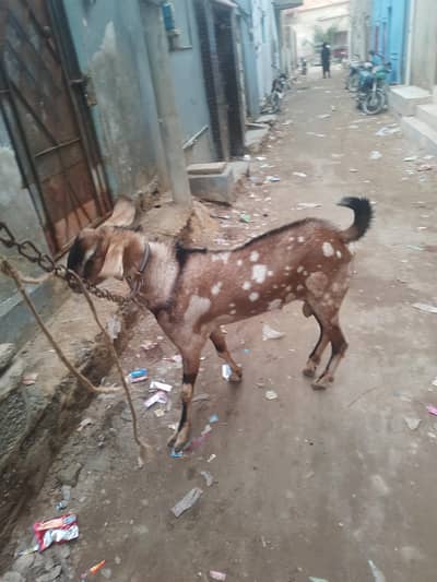tapra shera print bakra Brider All OK active & fitner