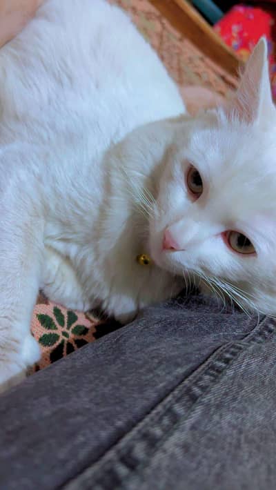 Premium Persian Cat Pair for Sale  (Male & Female)