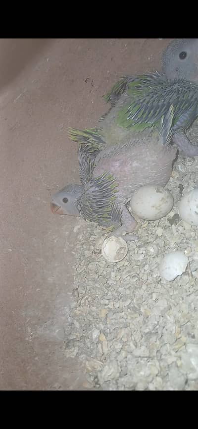 2 Chick's of Green Ring neck Rs 8000