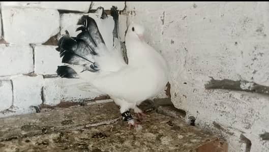 Female Fancy Pigeon lakky Kabootar 03431683430