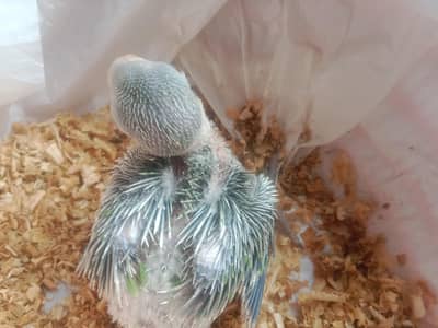 Green parrots | parrots | Green chicks for sale