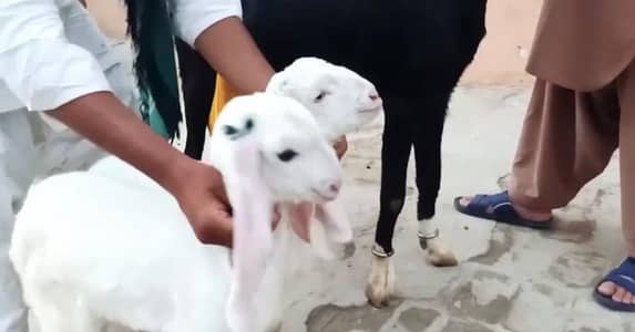 2 Bacchon ka sath Desi Bakri For Sale _ +03225280183