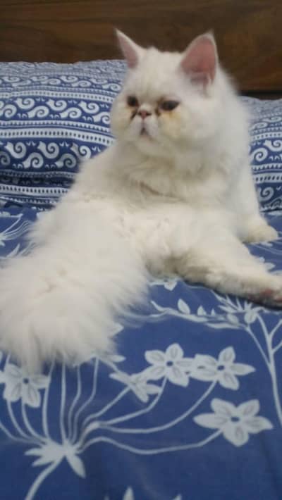 persain cat long cot