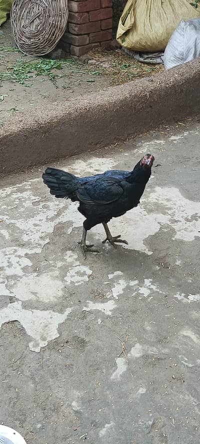 kuruk pe hai  Full fit and Healthy