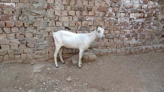 A active teddy female with two kids