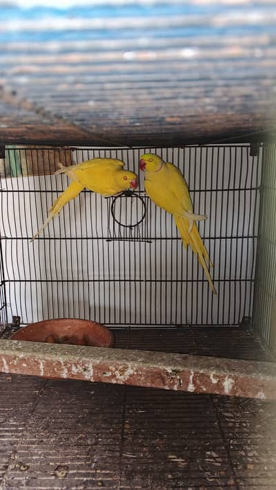 Yellow breeder pair