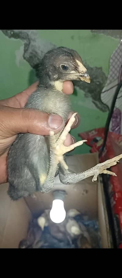 Thai x Burmi Chick's Available Healthy Active 03706073028