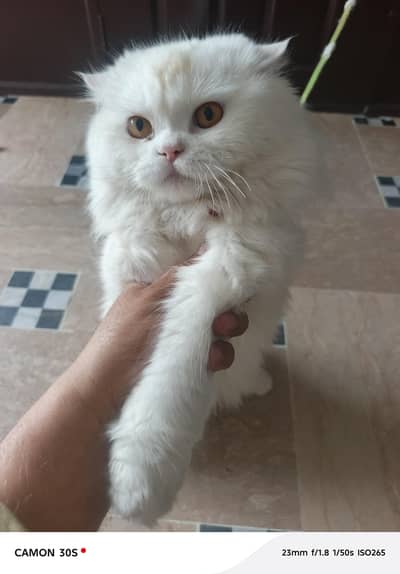 persian cat for sale