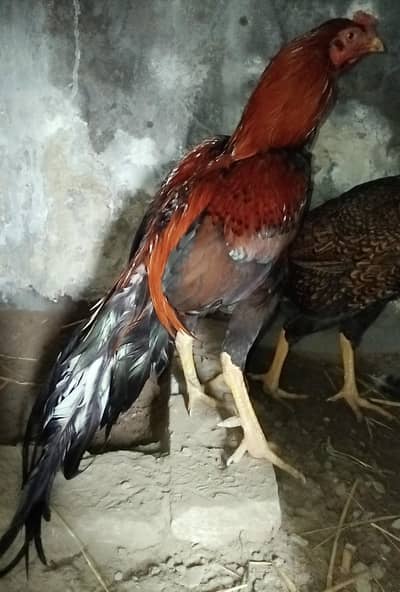 Best Aseel Quality Murga