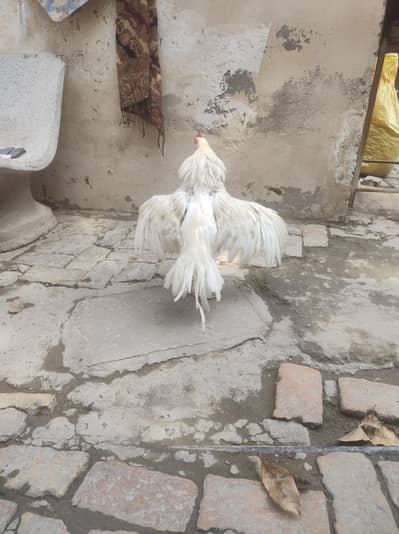 quality aseel for sale