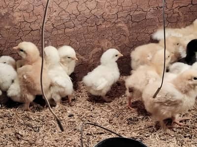 Golden heavy buff | white heavy buff egg & chicks