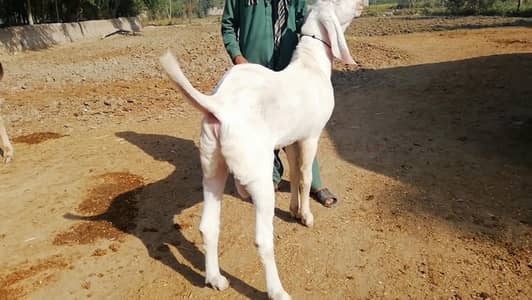 Rajanpuri Bakra Urgent For Sale,, +03225280183