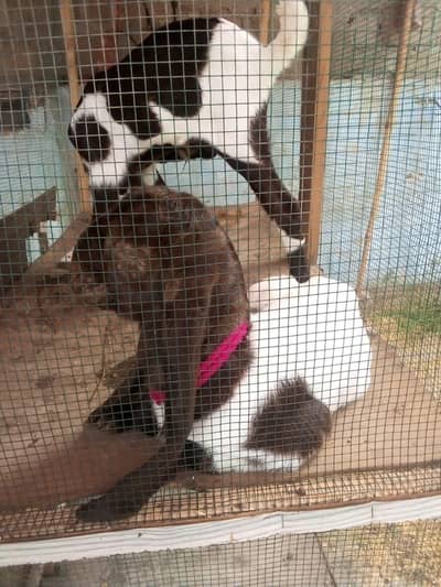 Patera Male kid 15 days Add pura perh kr rabta krna