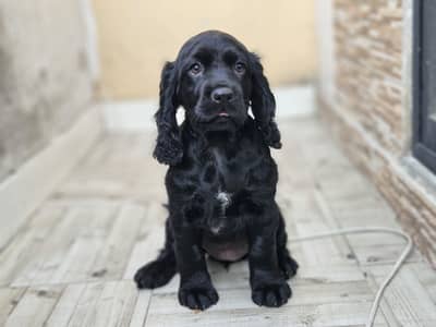 Cocker spaniel