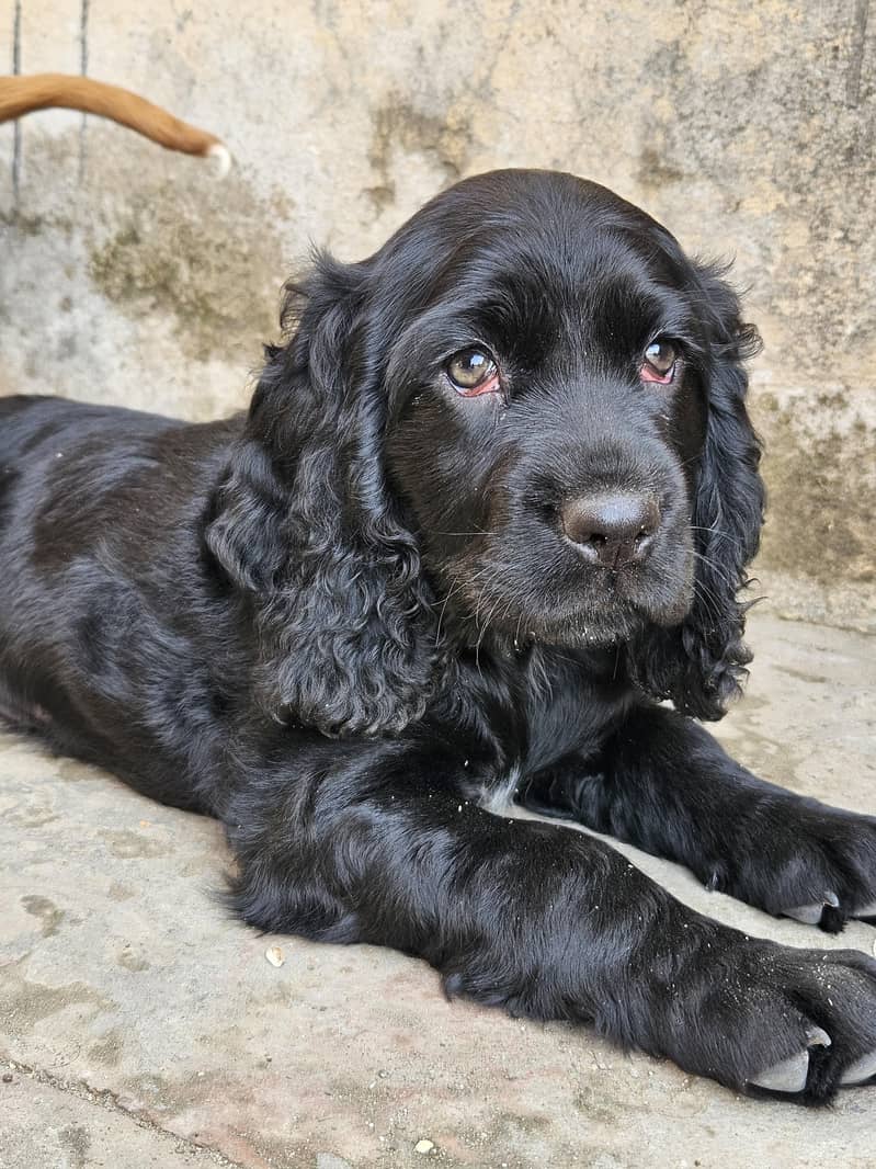 Cocker spaniel 1