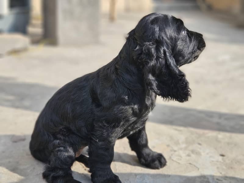 Cocker spaniel 4