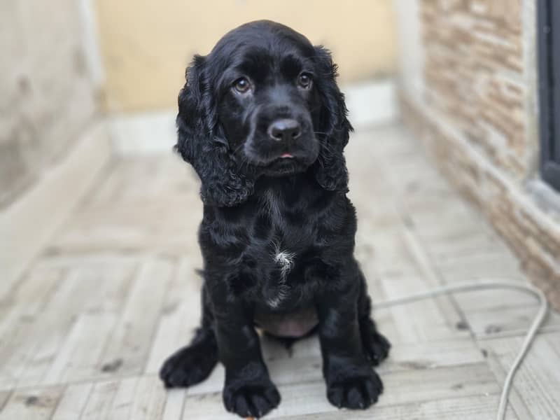 Cocker spaniel 13