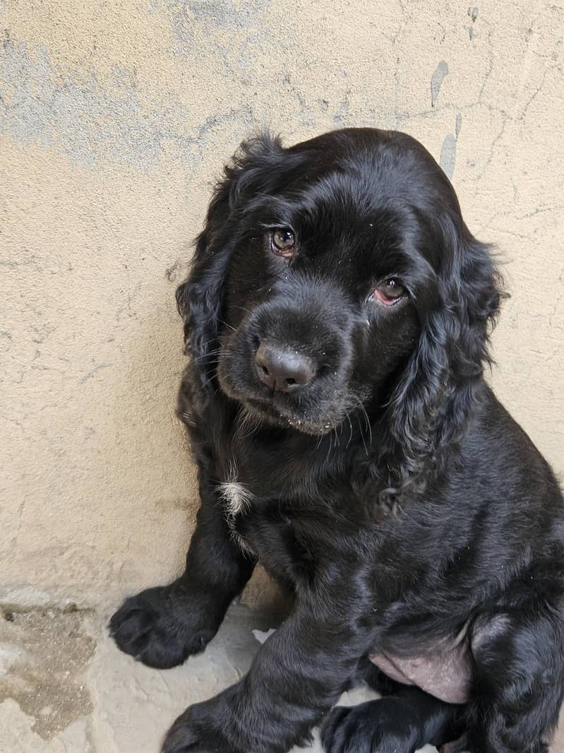 Cocker spaniel 16